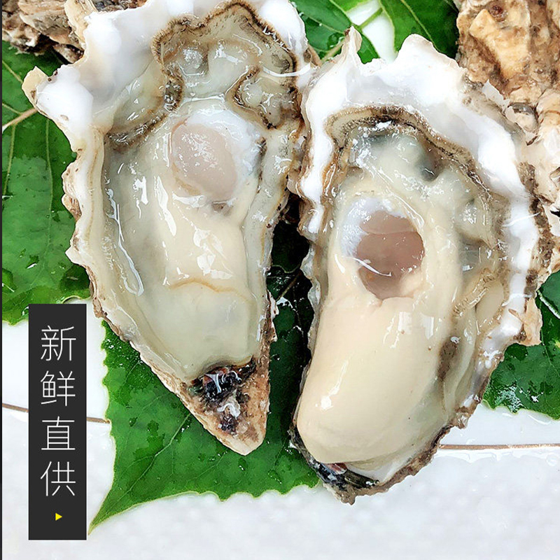 京材 正宗乳山牡蛎10斤装-超大号