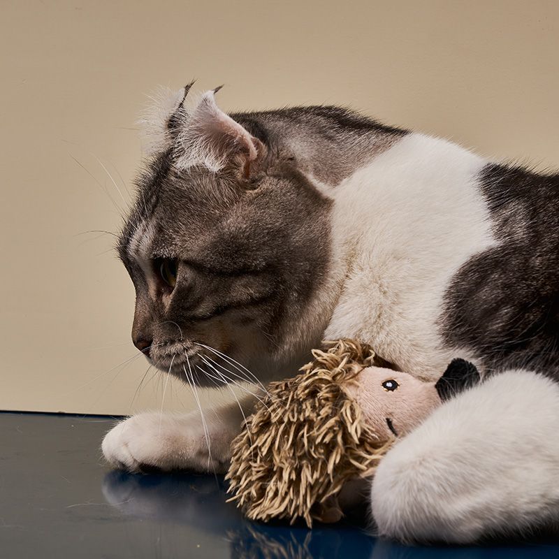 贵为GIGWI  炫律猎物 刺猬 G10085B