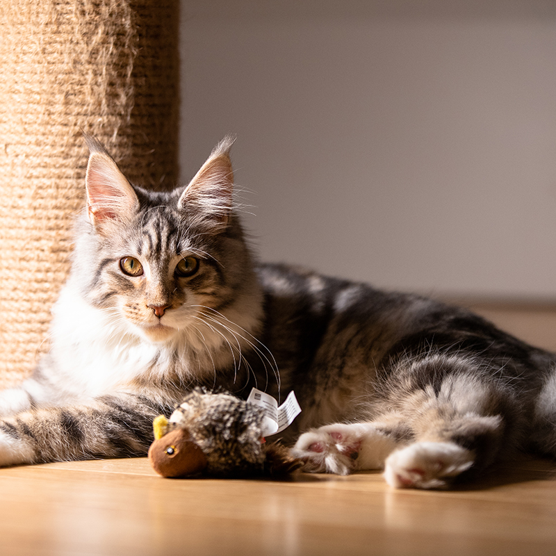 贵为GIGWI  炫律猎物 小鸟 G10052A1