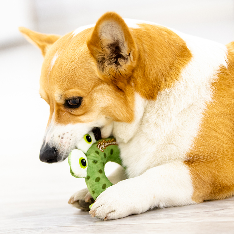 贵为GIGWI  青蛙甜甜圈 G10051C1