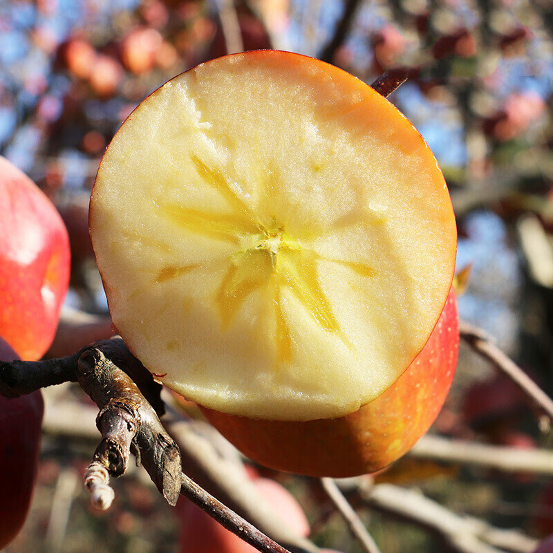 云南嘟嘟 云南昭通冰糖心丑苹果（2001）果径70mm+ （5斤装彩箱）